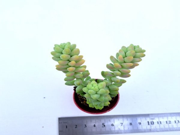 【056】多肉植物根付き苗 200品目出品！100円スタート！【ビアホップ】（セダム）_画像1