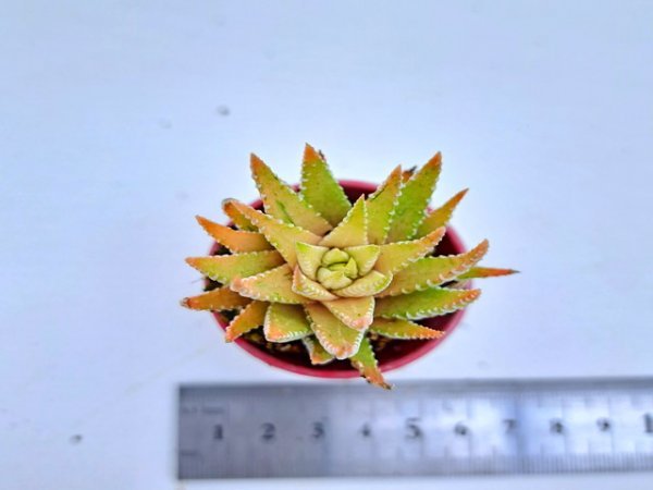 【100】多肉植物根付き苗 200品目出品！100円スタート！【十二の巻白斑白鳥】（ハオルチア）_画像1