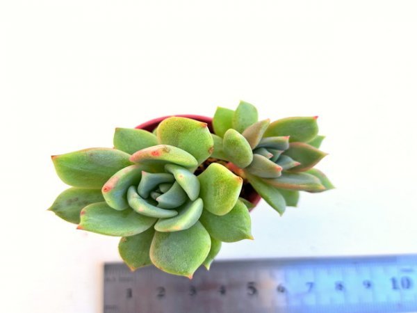 【012】多肉植物根付き苗 200品目出品！100円スタート！【モンロー×モンブラン】エケベリア　多数出品！_画像1