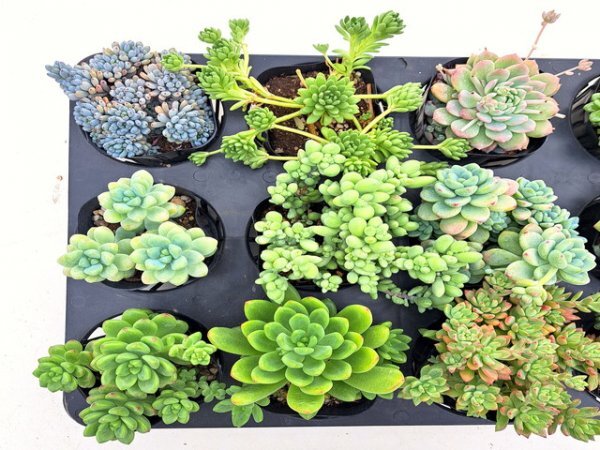 【018】多肉植物根付き苗 9ｃｍポット苗 12入り！ 64セット限りの出品！1000円スタート！【セダム】_画像2