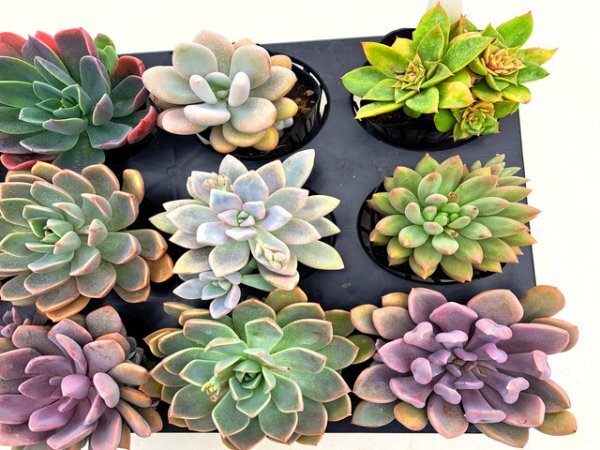 【022】多肉植物根付き苗 9ｃｍポット苗 12入り！ 64セット限りの出品！1000円スタート！【グラプトベリア】_画像3