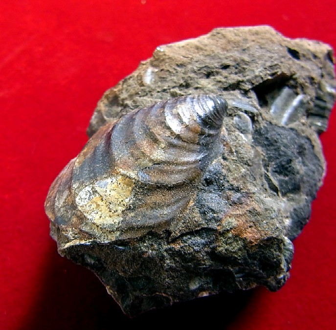 ●e-574 日本の化石 古丹別の Inoceramus_画像3