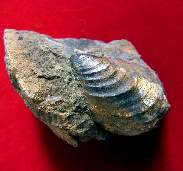 ●e-574 日本の化石 古丹別の Inoceramus_画像1