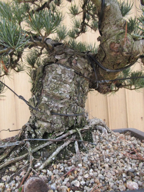  Сикоку . лист сосна бонсай ( высота дерева 43cm,. диаметр 8cm) средний товар бонсай мир горшок 