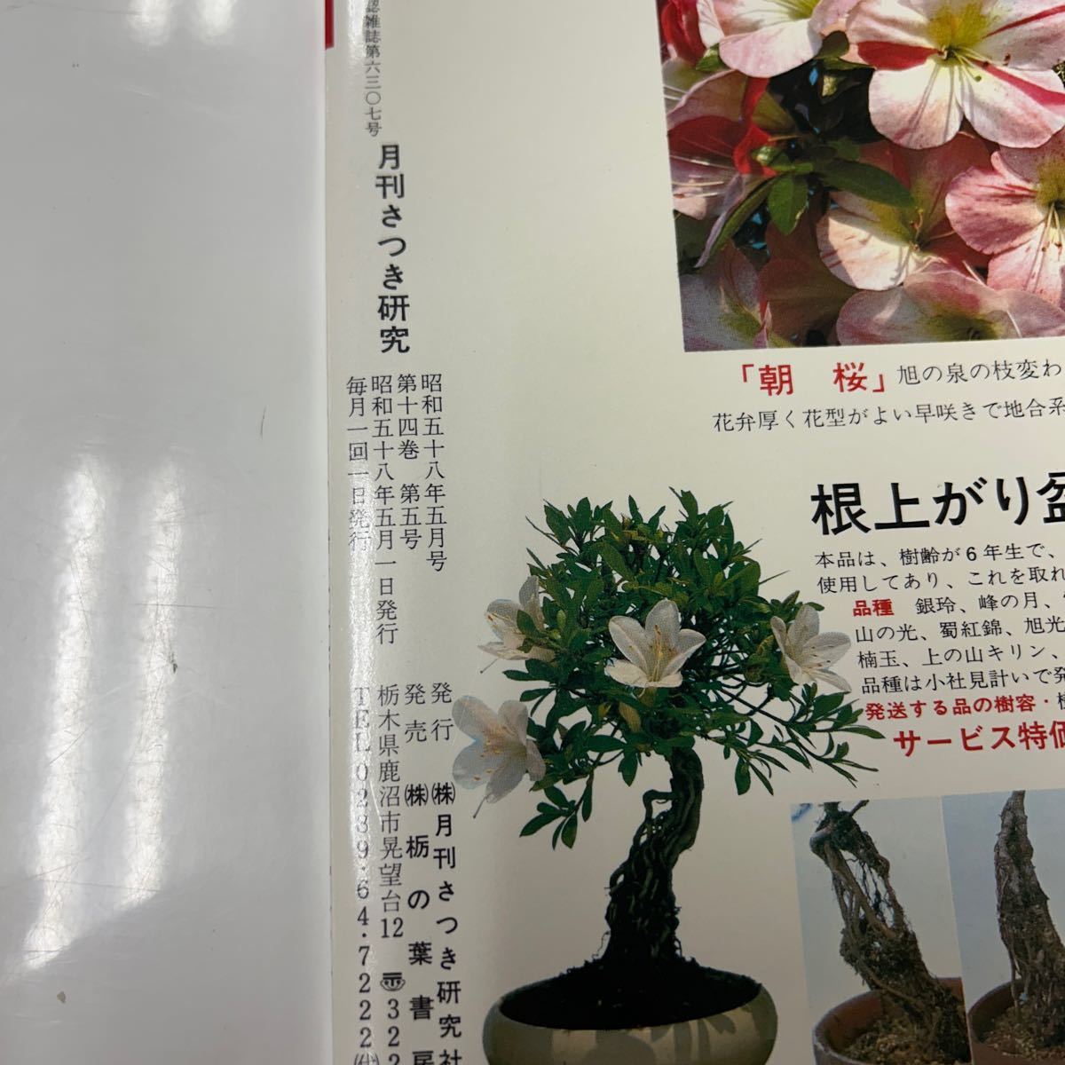 さ10-138 さつき 研究 1983 No.158 花と緑をつくる月刊誌 サツキづくりの練達者が執筆する専門誌 _画像4