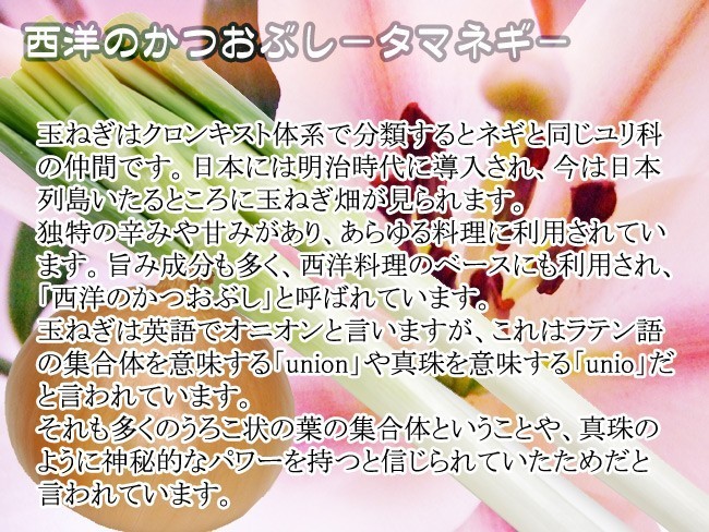 玉ねぎ 10kg (Lサイズ) 北海道長沼産たまねぎ (北もみじなど) 玉葱タマネギ 黄玉葱 札幌黄の品種改良品※送料無料_画像3