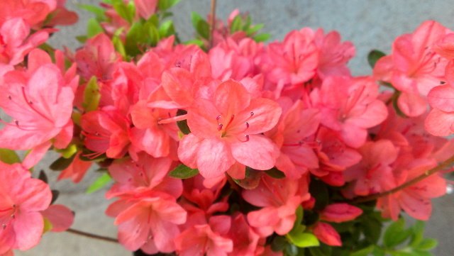 ※花終わり※久留米ツツジ【レックス】12cmポット_鮮やかな淡橙色の花が株を覆います。