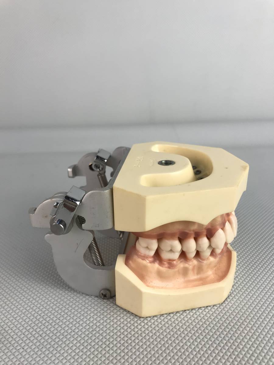 A9826●NISSIN ニッシン DENTAL MODEL デンタルモデル 162H-2 ゼツZ-1 歯科模型 歯科材料 歯医者 模型 歯 中古の画像5
