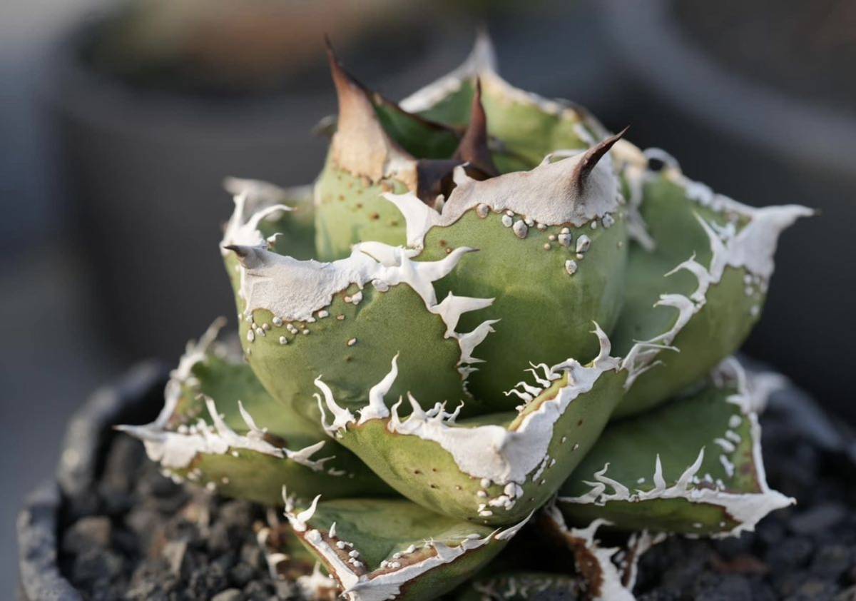 Yahoo!オークション - アガベ 多肉植物 チタノタ ワニガメ 【鰐 Yahoo!オークション - アガベ 多肉植物 チタノタ ワニガメ 【鰐