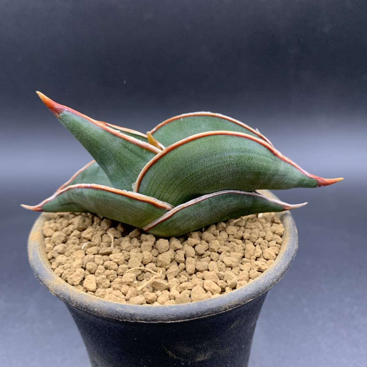 【大人気】多肉植物 サンスベリア ロリダ Sansevieria Rorida 選抜上株 中株 02_画像1