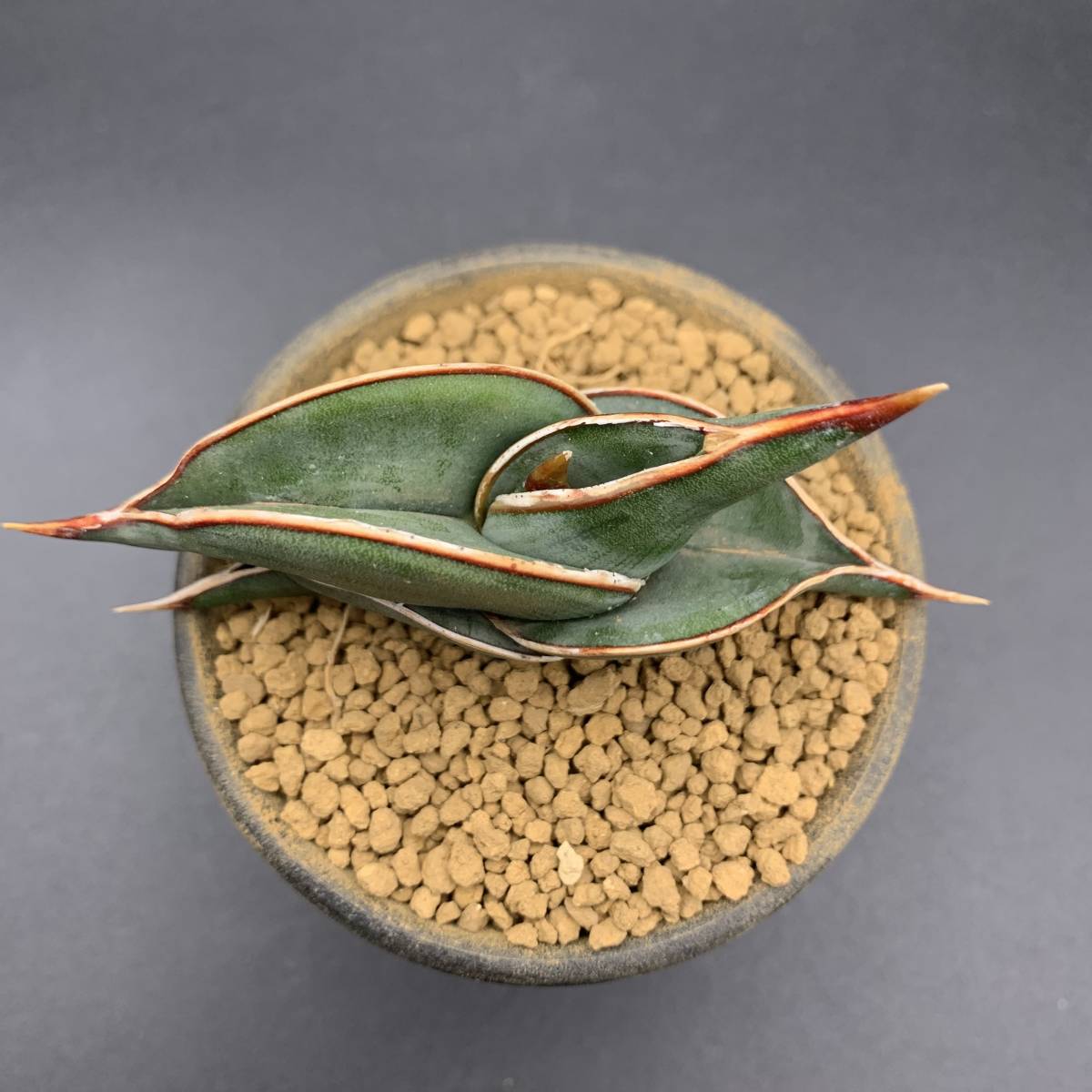 【大人気】多肉植物 サンスベリア ロリダ Sansevieria Rorida 選抜上株 中株 02_画像3