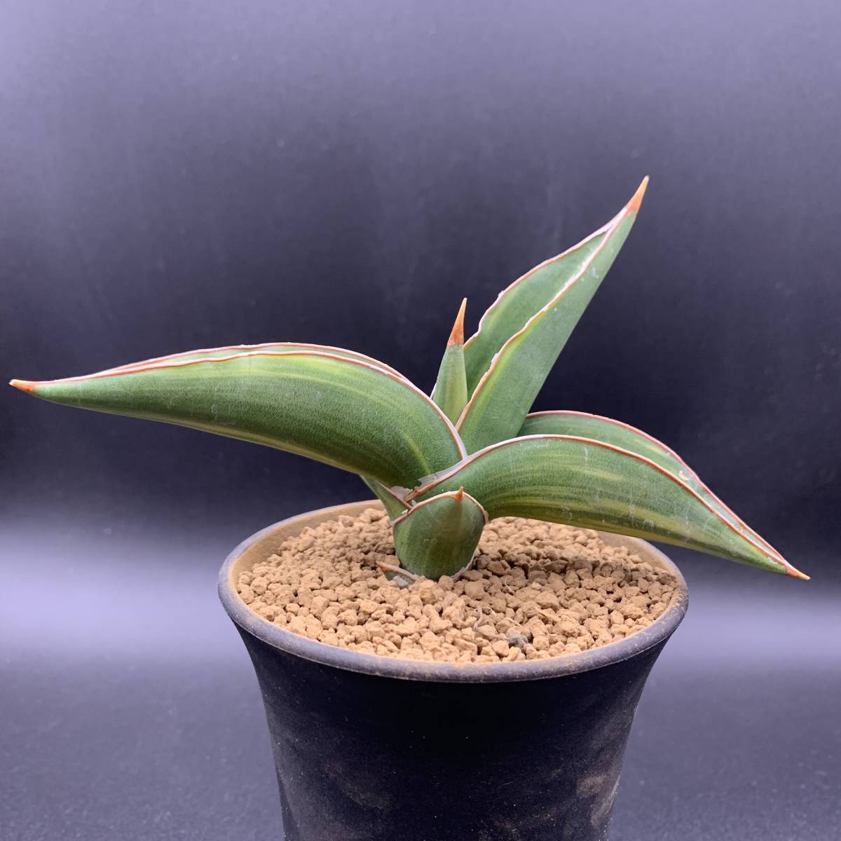 【希少】多肉植物 サンスベリア パウエリー 斑入 Sansevieria Powellii variegata 大株 選抜極上斑 黄斑 02_画像4