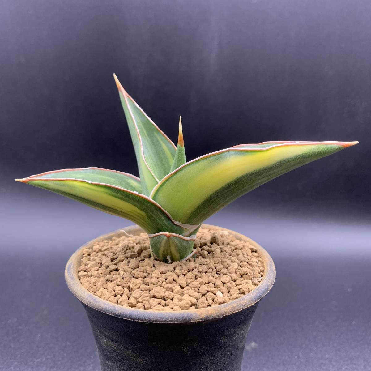 【希少】多肉植物 サンスベリア パウエリー 斑入 Sansevieria Powellii variegata 大株 選抜極上斑 黄斑 03_画像1