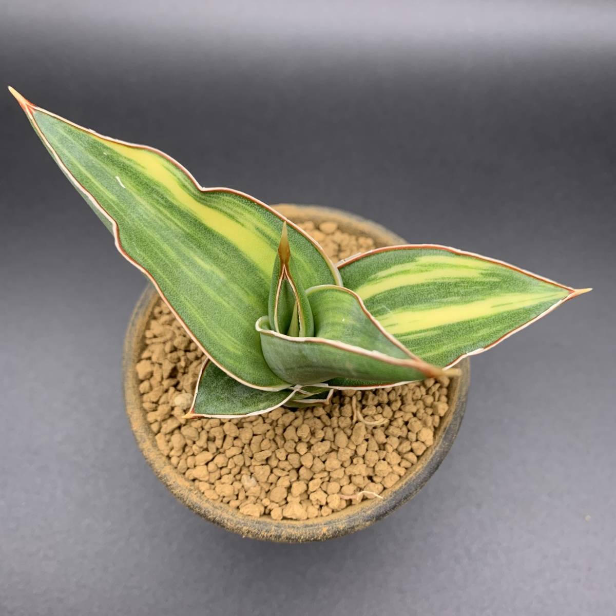 【希少】多肉植物 サンスベリア パウエリー 斑入 Sansevieria Powellii variegata 大株 選抜極上斑 黄斑 03_画像3