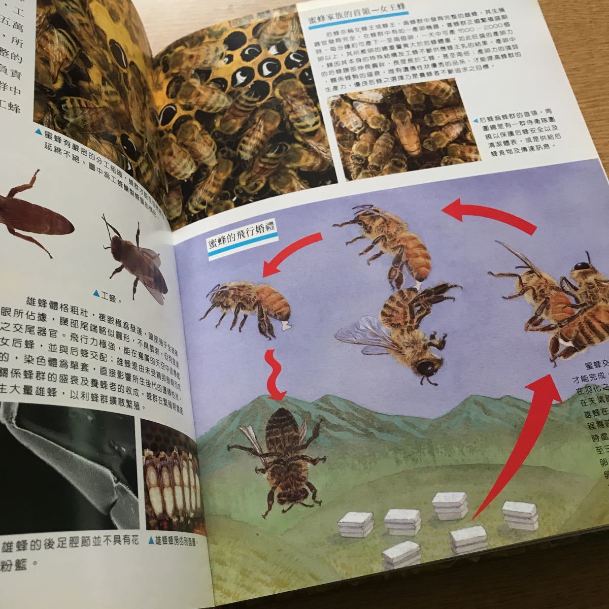 * rare * Taiwan pcs north * foreign book * insect large . molasses bee Mitsuba chi*2002 year the first version insect raw . Chinese 