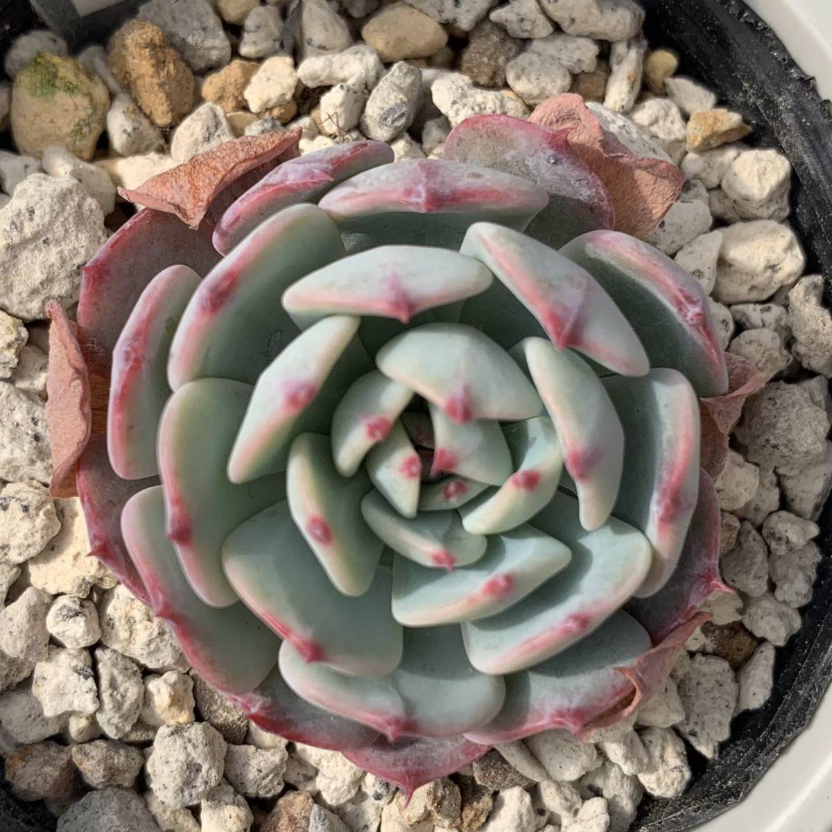 エケベリア原種 エレガンス エル チコ 実生苗【安心の根付抜き苗】ECHEVERIA elegans El Chico L92/01 多肉植物_画像4