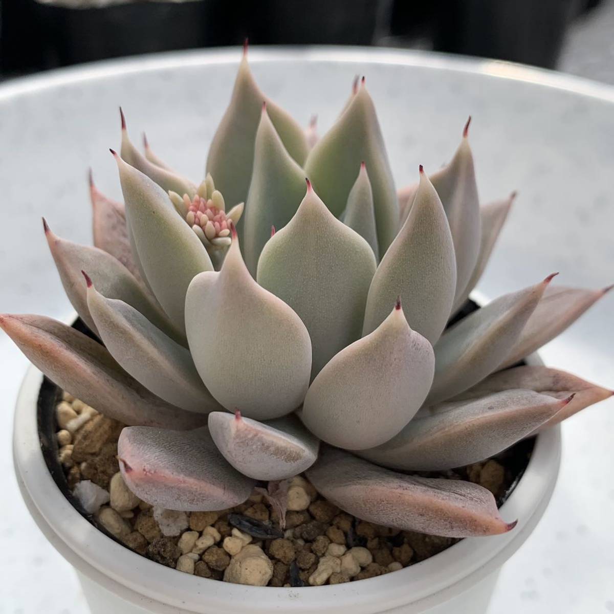 多肉植物 エケベリア原種 クスピダータ パラス① 実生苗【安心の根付抜き苗】ECHEVERIA cuspidata, Parras_画像1