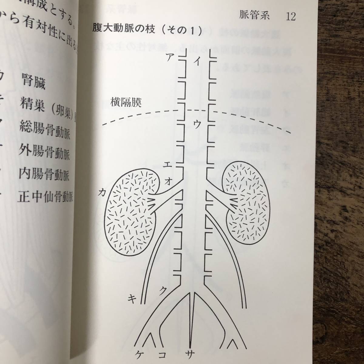 K-1190■3冊セット 触察解剖図 1～3(墨字版) ■脈管系 骨格系 筋系 内臓系 神経系■触察解剖図研究会■1986年頃発行_画像7