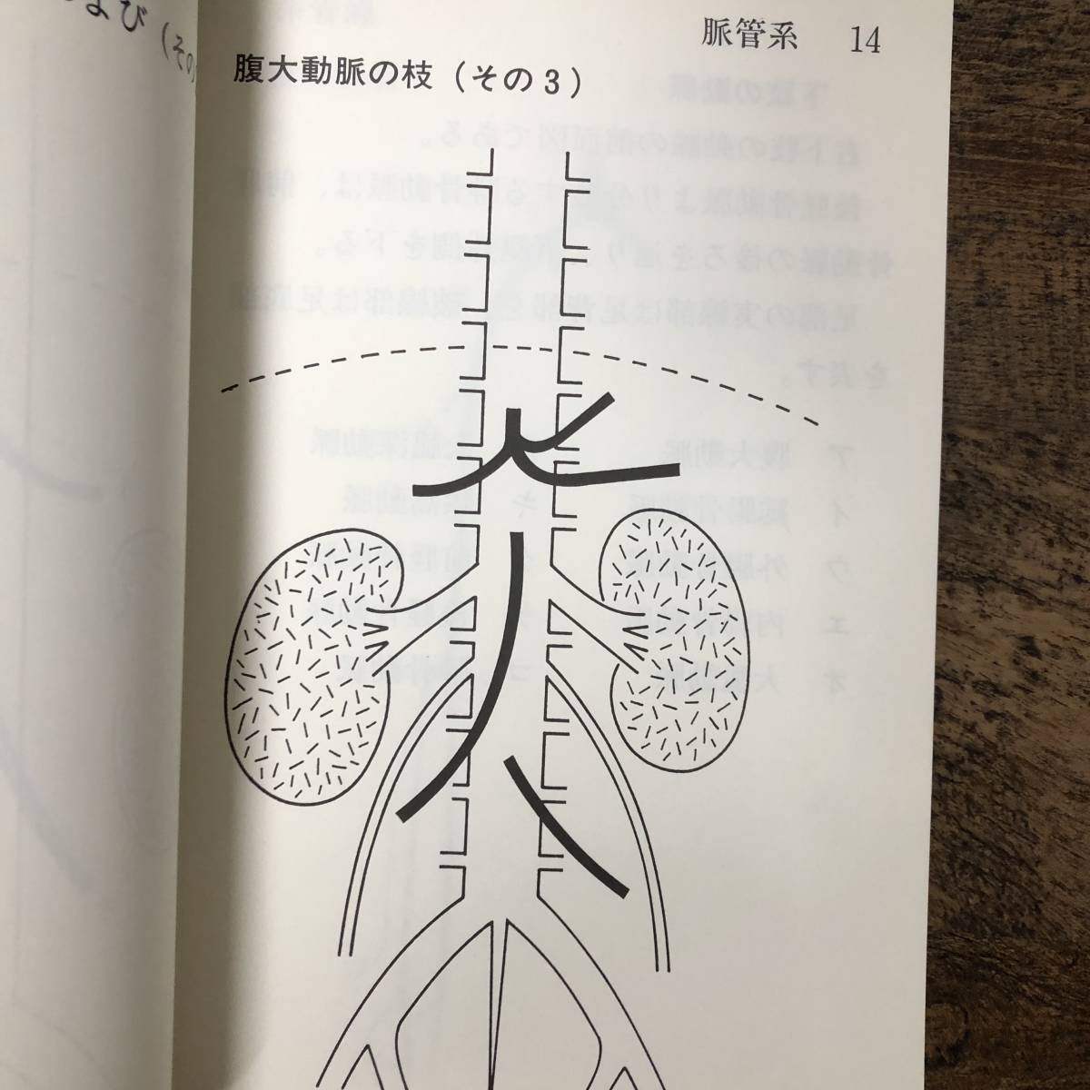 K-1190■3冊セット 触察解剖図 1～3(墨字版) ■脈管系 骨格系 筋系 内臓系 神経系■触察解剖図研究会■1986年頃発行_画像6