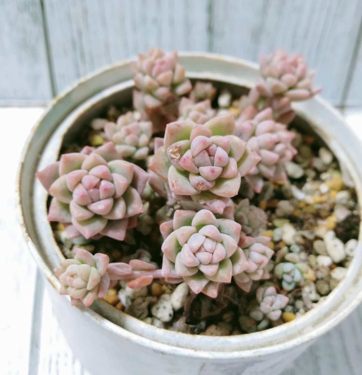 【プロリフィカ】抜き苗　根付き　多肉植物　プロリフェラ_画像1