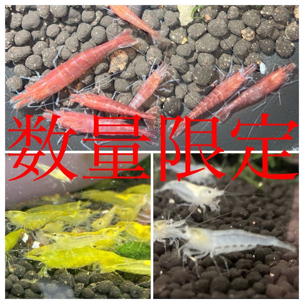 [ limited amount ] red * yellow * white mi Nami freshwater prawn each 10 pcs [ Kochi prefecture production ]* Hokkaido * Okinawa district to shipping is pause among .* Yamato freshwater prawn. ...*