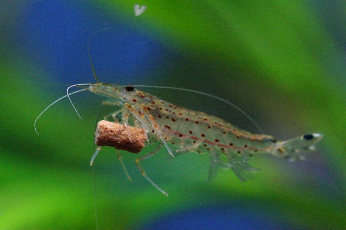 [ river sea .] approximately 3cm30 pcs Yamato freshwater prawn * Hokkaido * Okinawa to shipping is pause among .*