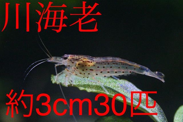 [ river sea .] approximately 3cm30 pcs Yamato freshwater prawn * Hokkaido * Okinawa to shipping is pause among .*
