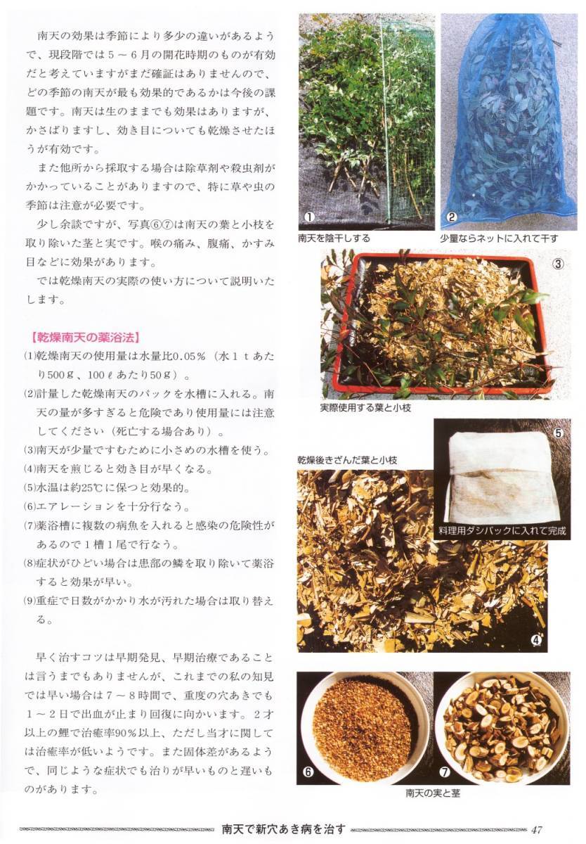 ★送料無料｜鯉・金魚の治療薬｜乾燥南天50ｇ＋南天の実（期間限定品）｜安心安全の天然素材_画像3.