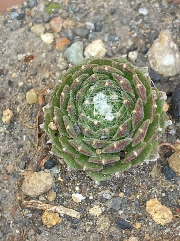 大人気◆多肉植物◆センペルビウム◆巻絹◆1苗◆自家繁殖◆屋外越冬丈夫苗◆抜き苗◆写真現物発送♪_画像1