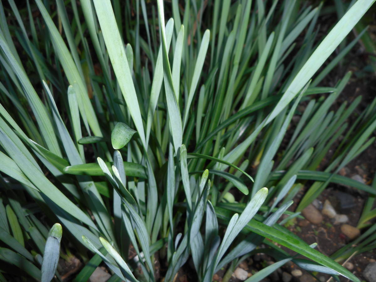 植物　日本水仙　一重　25株　お花咲き始めました　つぼみ　苗_画像1