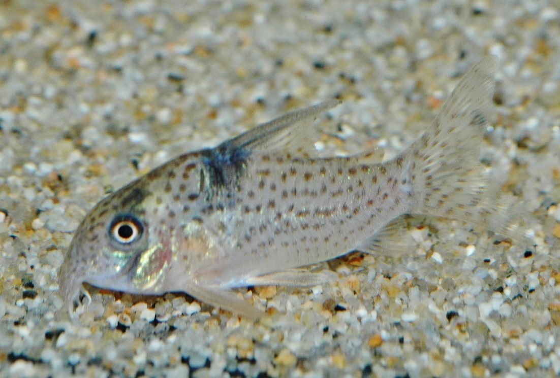 * Corydoras sp. long doniaⅧ*