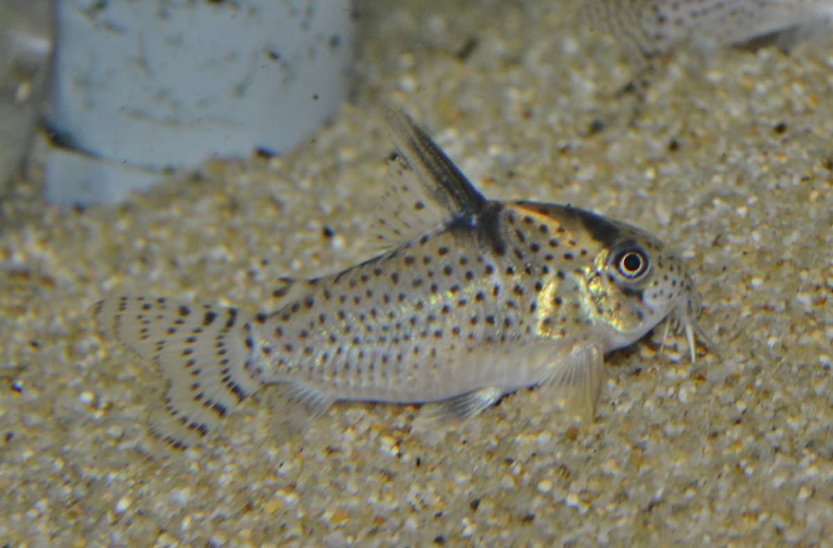 * Corydoras sp. long doniaⅧ*