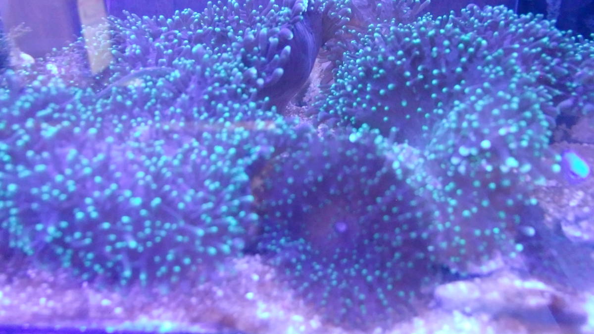 水槽で増殖したもの・ディスクコーラルヘアリータイプ蛍光グリーン（1個付）4～5ｃｍ位・サンゴ岩6ｃｍ位　ソフトコーラル サンゴ　（A）_画像5