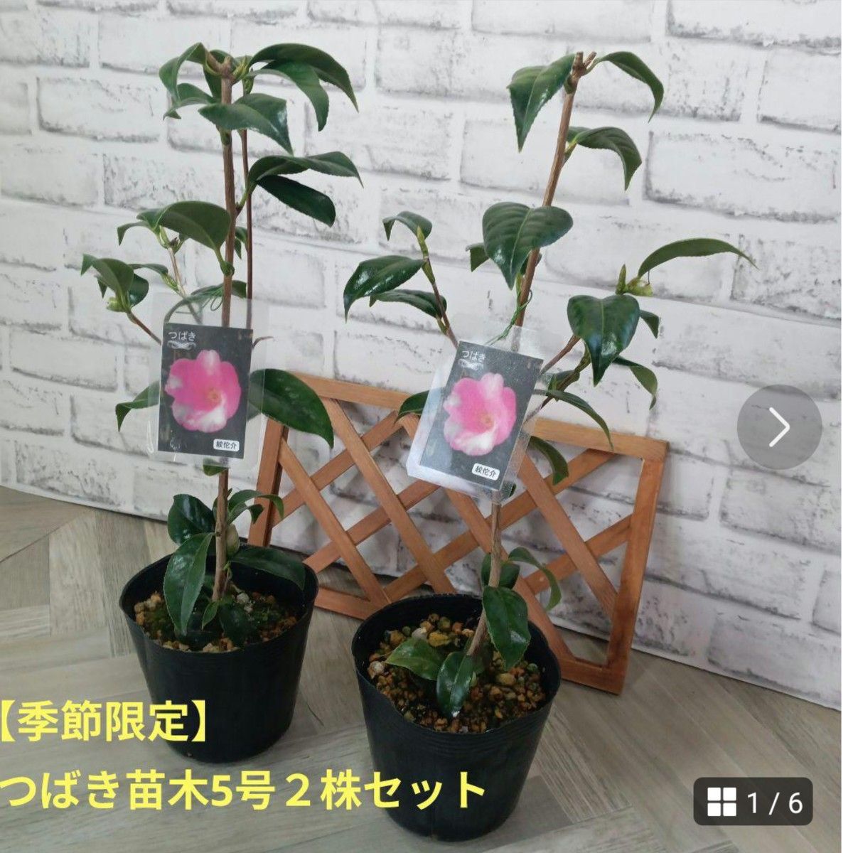 【季節限定】つばき【絞侘介】 ５号２株セット　苗木　園芸　植木　庭木