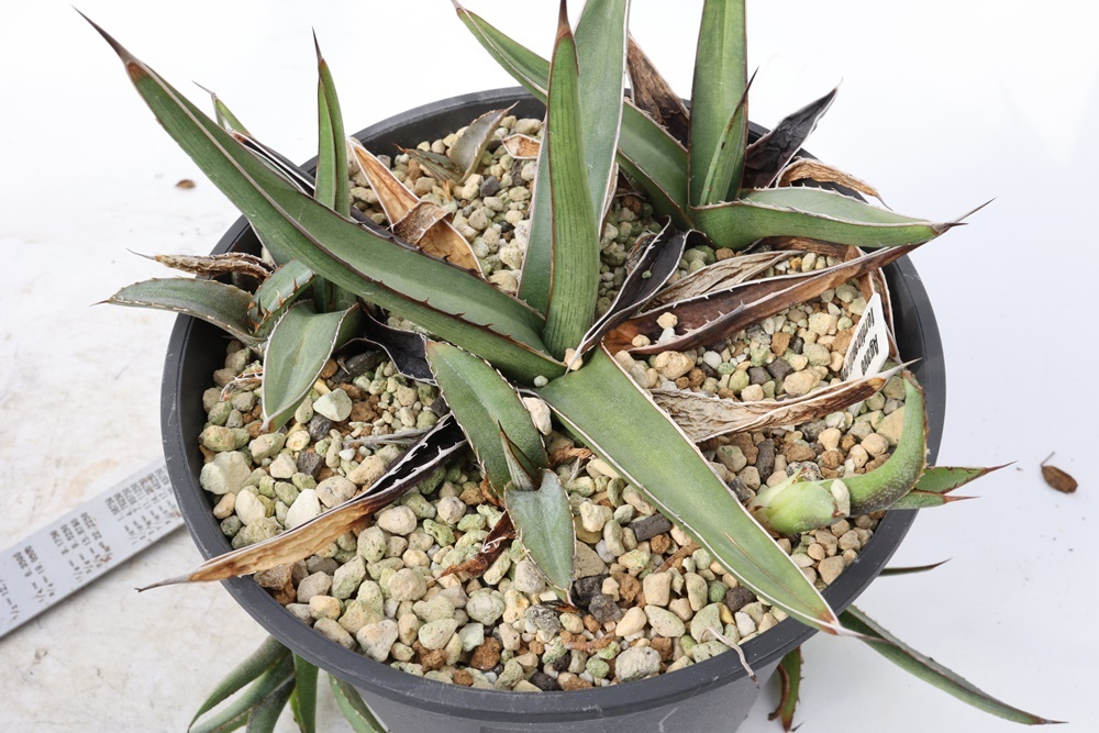  Agave nickelsiae (= Agave ferdinandi-regis) 笹吹雪 ニッケルシー フェルディナンディレジス　？？_画像6