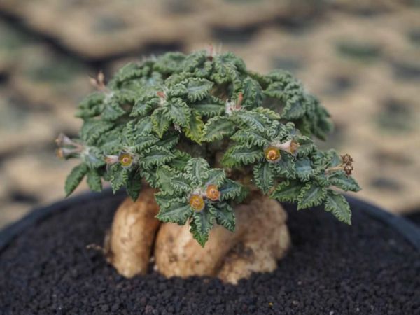 Euphorbia tulearensis ユーフォルビア　トゥレアレンシス 種子 2粒_参考画像