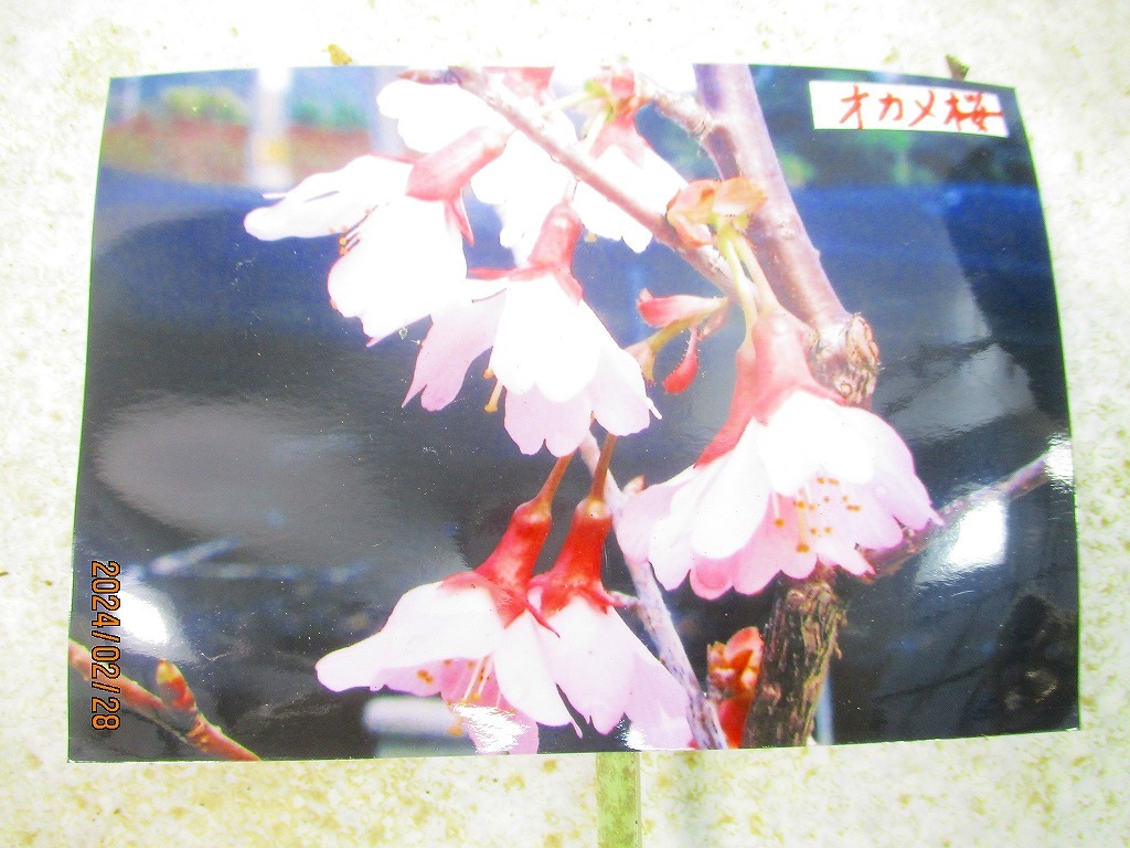 [緑の市場] オカメ桜 2/28蕾～花変化想定 (021931)全高：43㎝＊同梱包対応「まとめて取引」厳守＊100サイズ送料明記_画像8