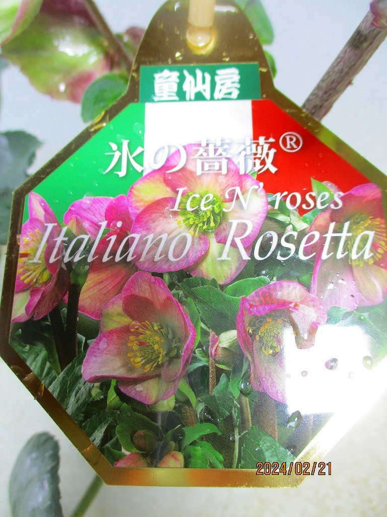 [緑の市場] クリスマスローズ 氷の薔薇 イタリアーノ・ロゼッタ (021572)全高：40㎝＊同梱包対応「まとめて取引」厳守＊80サイズ送料明記_画像3