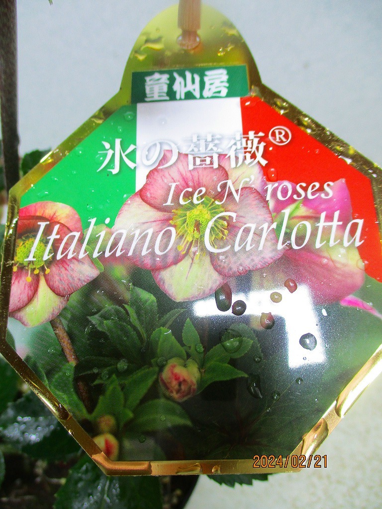 [緑の市場] クリスマスローズ 氷の薔薇 イタリアーノ・カルロッタ (021496)全高：39㎝＊同梱包対応「まとめて取引」厳守＊80サイズ送料明記_画像3
