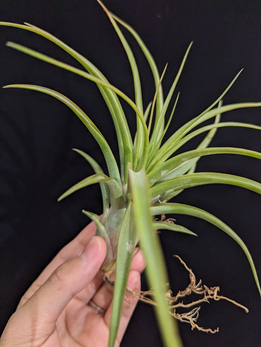 Tillandsia brachycaulos x ‘Showtime’ エアープランツ ティランジア_画像5