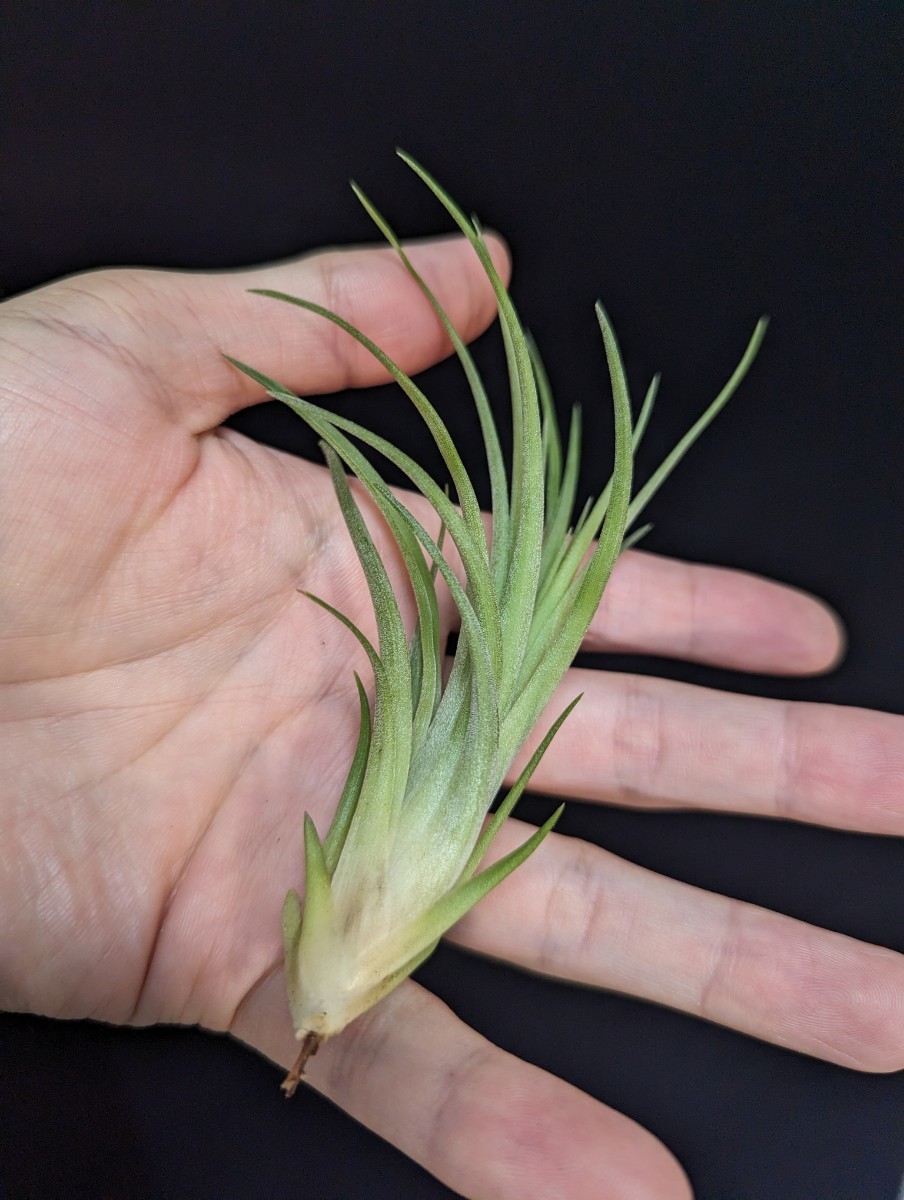  Tillandsia ‘Emperador’ (T. ‘Maria Teresa L.’ × ‘Mayan Feathers’) ティランジア エアプランツ イオナンタ_画像7