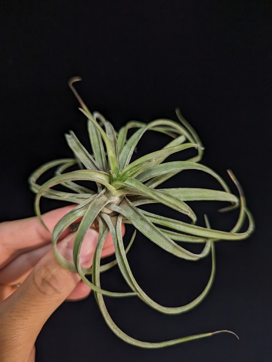 Tillandsia novakii エアープランツ ティランジア_画像1