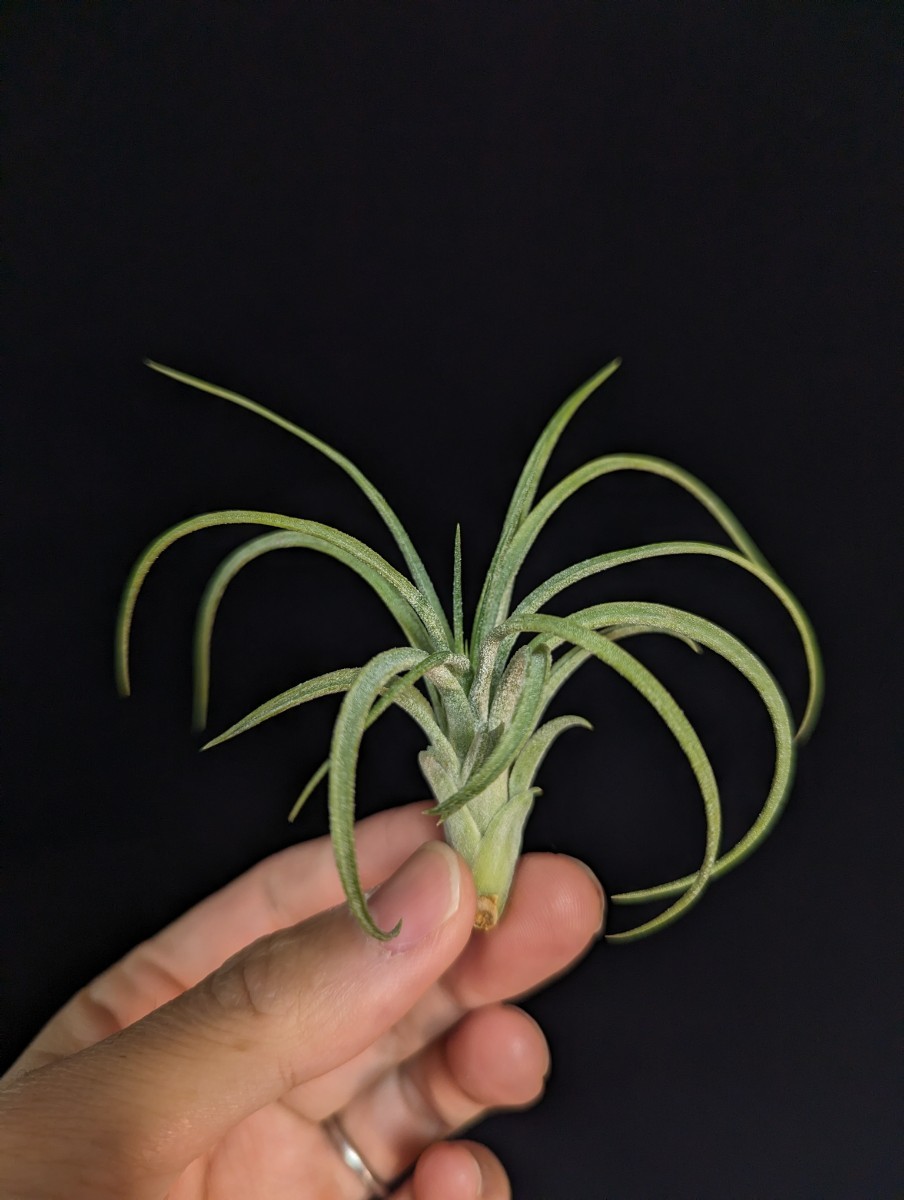 Tillandsia ’Victoria‘ (T.ionantha x brachycaulos) ティランジア エアプランツ イオナンタ_画像2