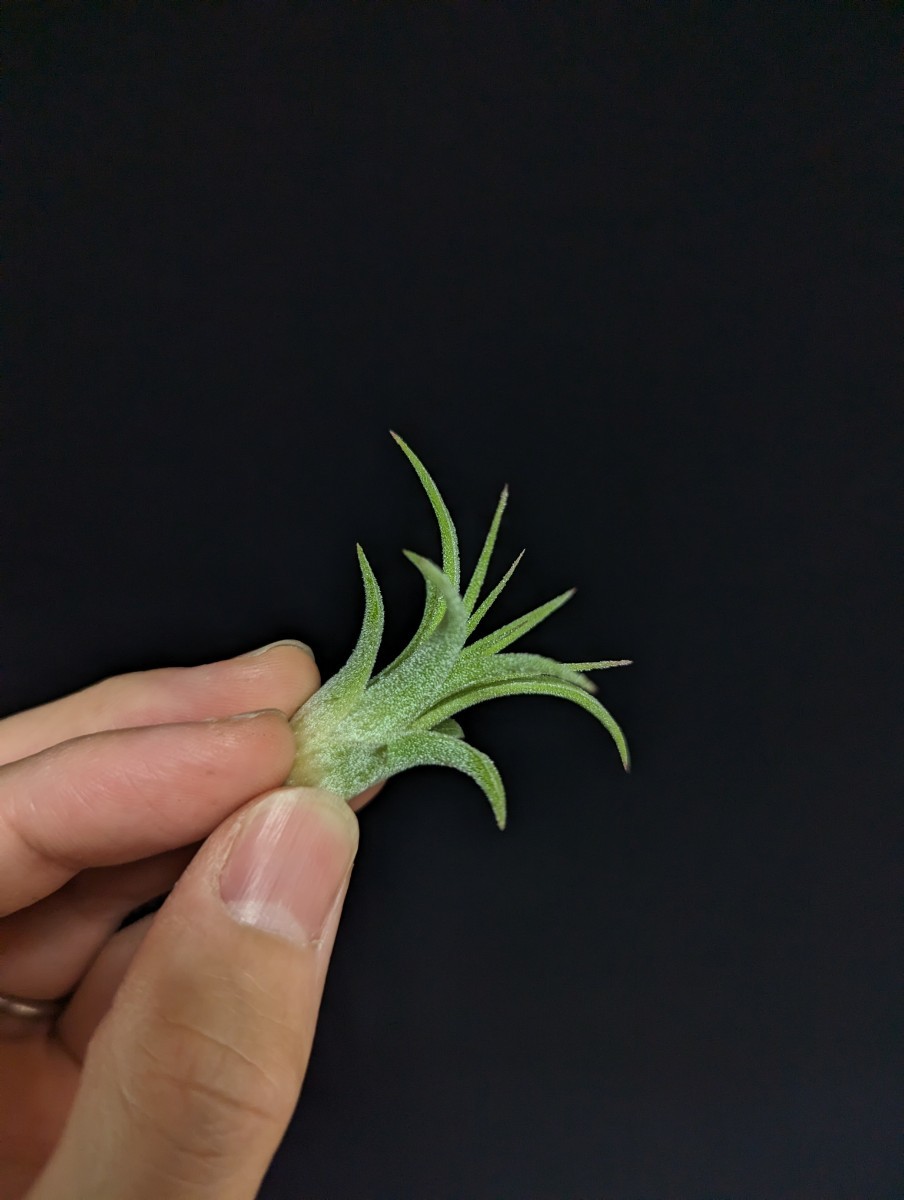  Tillandsia ionantha 'Curly Leaf' ティランジア エアプランツ イオナンタ_画像6