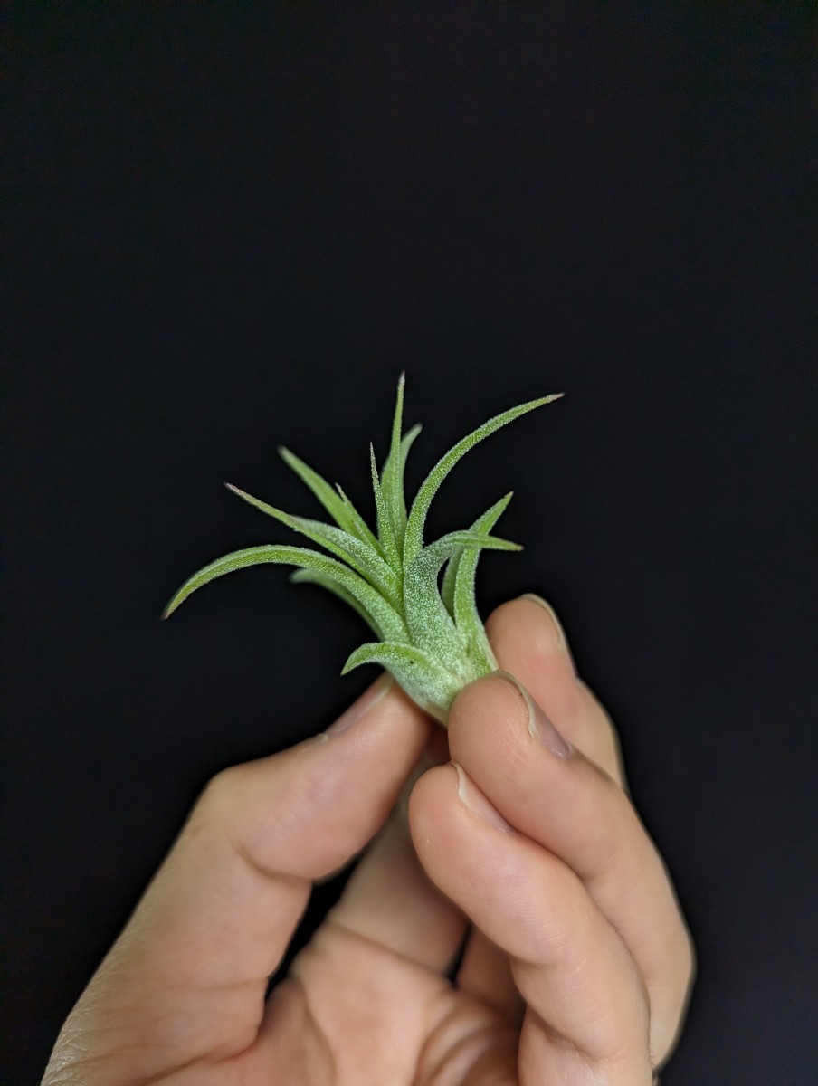  Tillandsia ionantha 'Curly Leaf' ティランジア エアプランツ イオナンタ_画像4