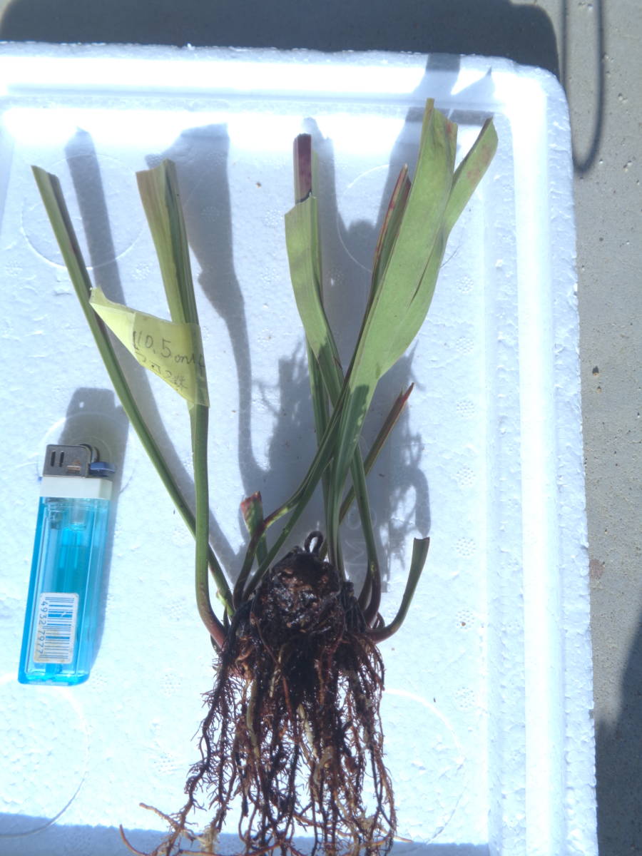 食虫植物サラセニア　レウコフィラ　10.5cmp　え１　2芽_ライターは大きさ比較のため