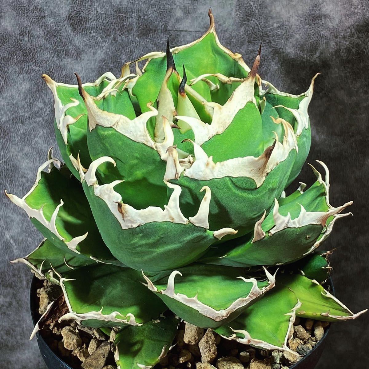 Yahoo!オークション - 雪峰 鬼爪 ghost crow 子株 agave tita Yahoo!オークション - 雪峰 鬼爪 ghost crow 子株 agave tita