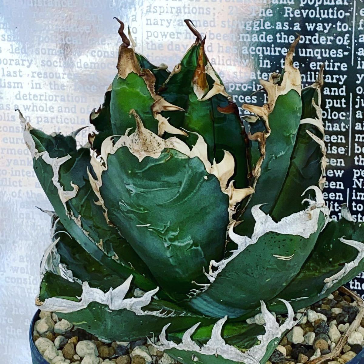 GODZILLA ゴジラ 子株 アガベ チタノタ agave titanotaの画像1