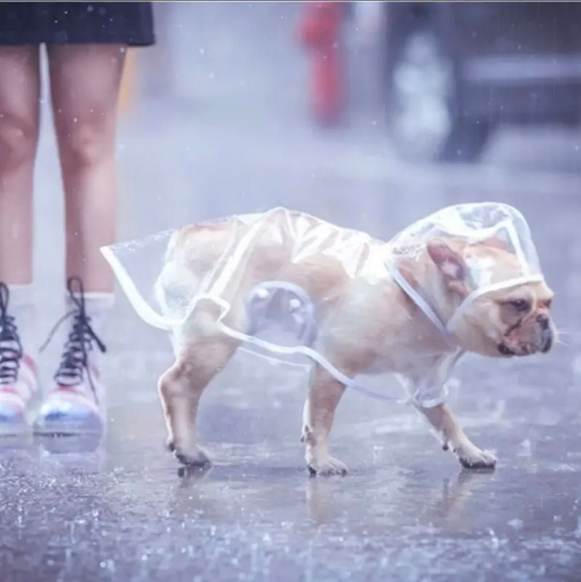 犬用 レインコート Lサイズ【緑ふち】防水パーカー ウォーキング 散歩 雨具 (フォロー割あり)