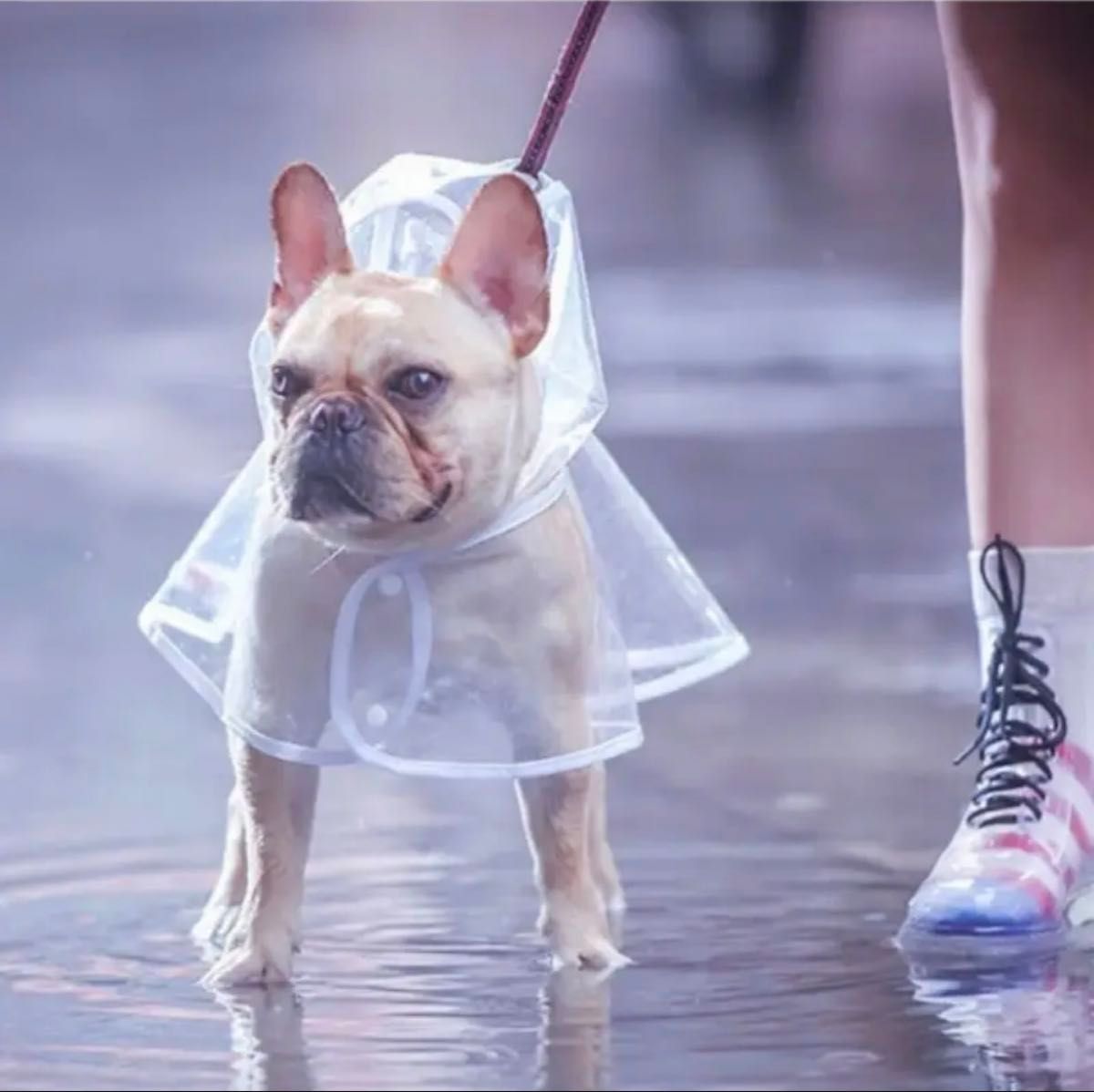 犬用 レインコート Lサイズ【緑ふち】防水パーカー ウォーキング 散歩 雨具 (フォロー割あり)